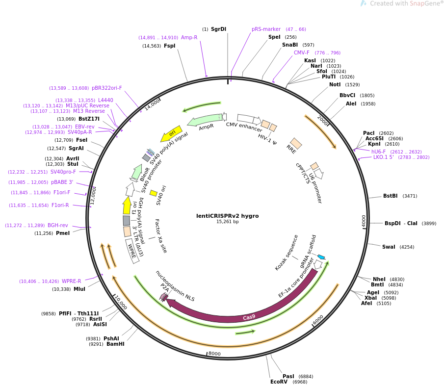 lentiCRISPRv2 hygro质粒图谱